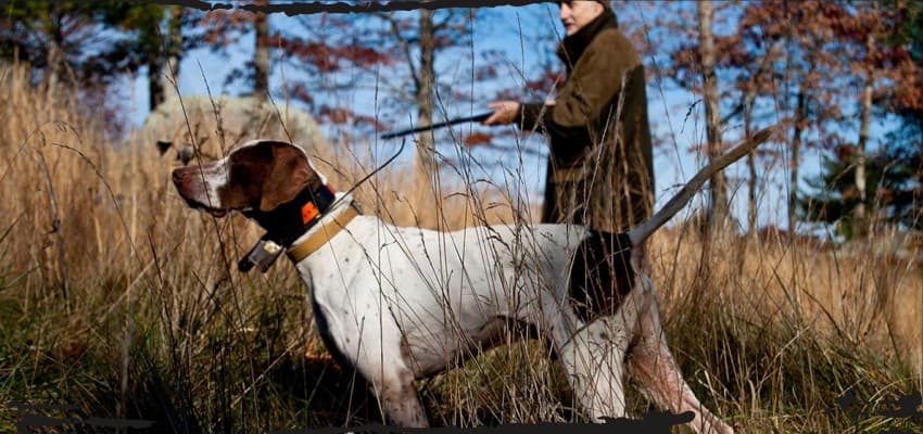 Upland Hunting