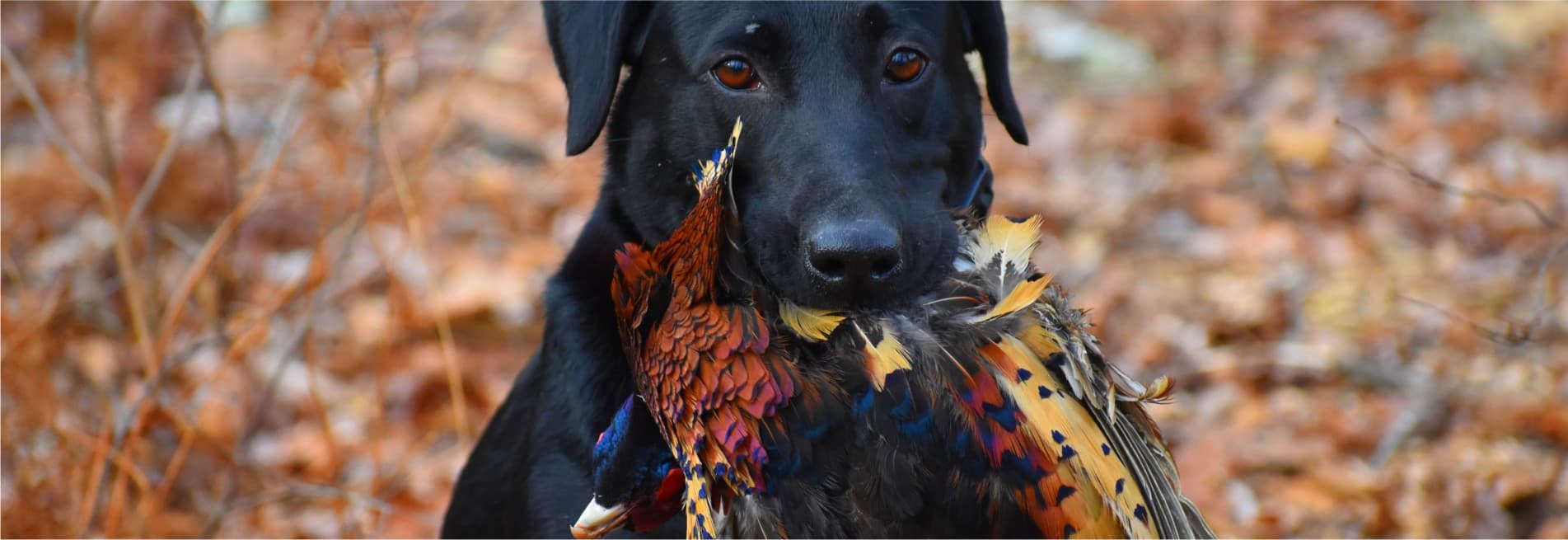 Continental Hunting at Rhode Island